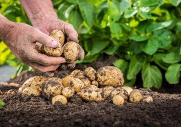 Comment faire pousser des pommes de terre à partir de graines