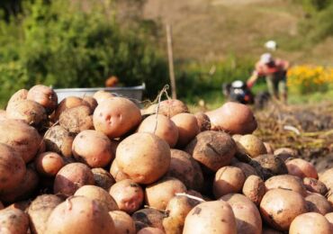 Comment améliorer une variété de pomme de terre: 5 façons