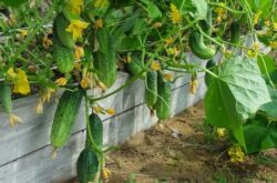 Préparer un jardin pour les concombres: un jardin chaud mobile