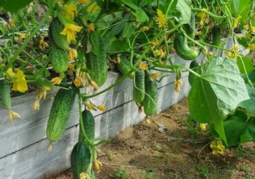 Préparer le jardin pour les concombres: jardin chaud mobile