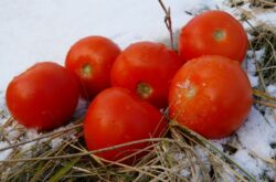 Semis d'hiver de tomates
