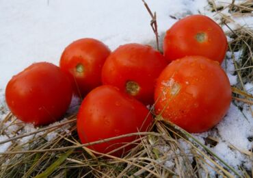 Semis d'hiver de tomates