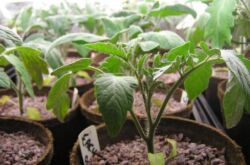 Cultiver des plants de tomates: semer, cueillir, arroser et nourrir, durcir