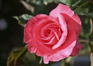 Rosa Parise Charm - plantation, culture et entretien. Taille, hivernage et reproduction de Parise Sharm. Description de la rose, photo
