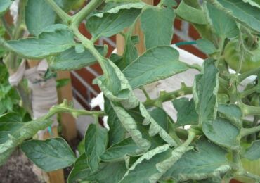 Les feuilles de tomate sont enroulées: que faire?