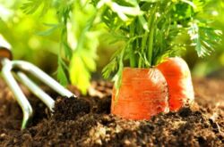 Technologie agricole pour la culture des carottes en agriculture naturelle