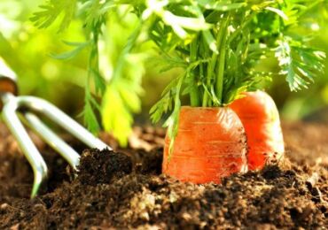 Technologie agricole pour la culture des carottes en agriculture naturelle