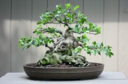 Ficus microcarp - soins à domicile. Culture, repiquage et reproduction du ficus bonsaï