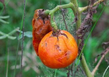 Lutte contre le mildiou des tomates: méthodes et remèdes populaires