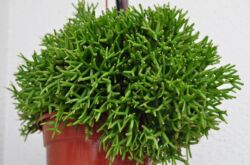 Hatiora - soins à domicile. Cultiver un cactus hatiora, repiquer et reproduire. Description, types, photos