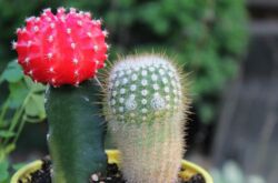 Gymnocalycium - soins à domicile. Culture, transplantation et reproduction de cactus Gymnocalycium. Description, photo