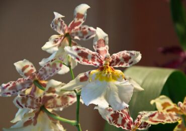 Orchidée de Cumbria - soins à domicile. Culture, transplantation et reproduction de Cumbria. Description, types. Une photo