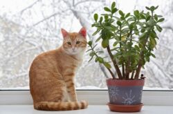 Comment sevrer un chat de manger des fleurs et des plantes d'intérieur. Et si le chat mange des fleurs?