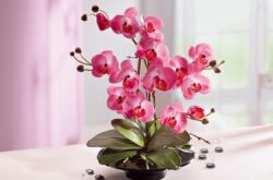 Soins des orchidées à domicile. Cultiver des orchidées dans un appartement