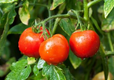 Manque de nutriments dans les tomates