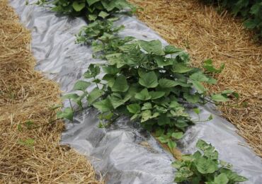 Technologie agricole de la patate douce dans la voie du milieu: plate-bande et plantation