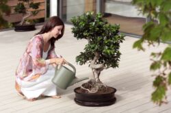 L'art de cultiver le bonsaï. Comment faire pousser un bonsaï à la maison