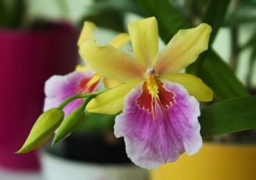 Miltonia - soins à domicile. Culture, transplantation et reproduction d'orchidées Miltonia. Description, types. Une photo