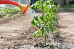 À quelle fréquence arroser les plants de tomates après la cueillette, la plantation dans le sol et dans la serre