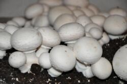 faire pousser des champignons à la maison. Comment faire pousser des champignons dans des sacs à la maison