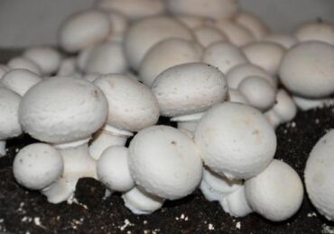 faire pousser des champignons à la maison. Comment faire pousser des champignons dans des sacs à la maison