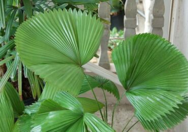 Likuala est un fan palm. Soins licites à domicile. Culture, transplantation et reproduction de palmiers. Description, types. Une photo