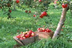 Greffer des arbres fruitiers au printemps: les meilleurs moyens