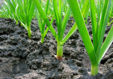 Cultiver et prendre soin de l'ail. Comment planter et faire pousser de l'ail à l'extérieur