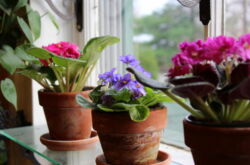 Comment et quand transplanter correctement une violette à la maison
