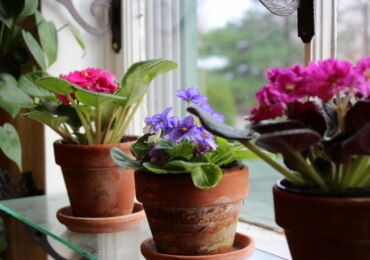 Comment et quand transplanter correctement une violette à la maison
