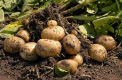 Cultiver des pommes de terre selon la technologie néerlandaise dans leur chalet d'été