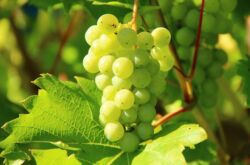 Raisins Kesha - plantation et culture. Kesha Grape Care et Red Talisman. Description de la variété, caractéristiques. Une photo