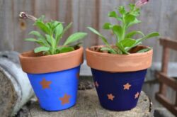 Comment choisir le bon pot pour les plantes d'intérieur?