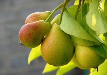 Les principales variétés hivernales de poires pour le jardin. Descriptions, types, photos