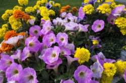 Fleurs vivaces du jardin fleurissant tout l'été. Description, types. Une photo