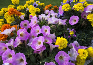 Fleurs de jardin vivaces qui fleurissent tout l'été. Description, types. Une photo