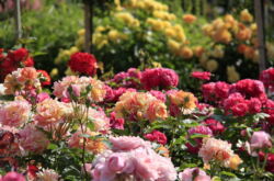 Faire une roseraie dans le jardin de vos propres mains. Choisir un endroit dans le pays et des variétés de roses, préparer un site. Photo de conception