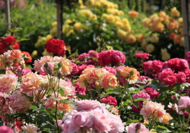 Faire une roseraie dans le jardin de vos propres mains. Choisir un endroit dans le pays et des variétés de roses, préparer un site. Photo de conception