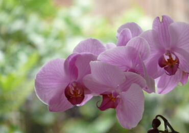 Caractéristiques de prendre soin d'une orchidée à la maison avant et après la floraison. Conseils. Une photo