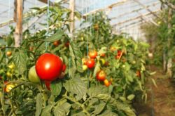 Les variétés de tomates les meilleures et les plus productives pour les serres, résistantes au gel