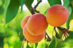 Pourquoi l'abricot ne porte-t-il pas de fruits? Les principales raisons et solutions