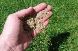 Planter une pelouse ou semer de l'herbe à gazon à l'automne