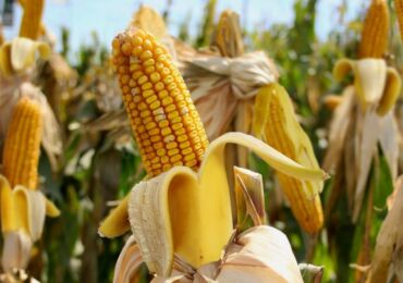 Le maïs est cultivé à partir de graines. Planter et entretenir le maïs en extérieur