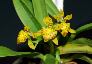 Oncidium - soins à domicile. Cultiver des orchidées oncidium, repiquer et reproduire. Description. Une photo