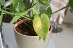 Pourquoi les feuilles d'anthurium jaunissent-elles: raisons, que faire?