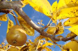 Soin des poires en automne et préparation pour l'hiver