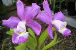 Orchidée Cattleya - soins à domicile. Culture, transplantation et reproduction de Cattleya. Description, types. Une photo