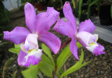 Orchidée Cattleya - soins à domicile. Culture, transplantation et reproduction de Cattleya. Description, types. Une photo