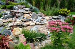 Plantes pour un toboggan alpin: photos et noms des meilleures fleurs, plantes vivaces et couvre-sol