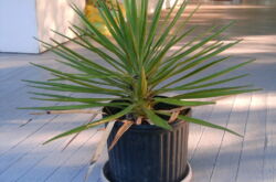 Yucca: les feuilles jaunissent et sèchent, que dois-je faire?